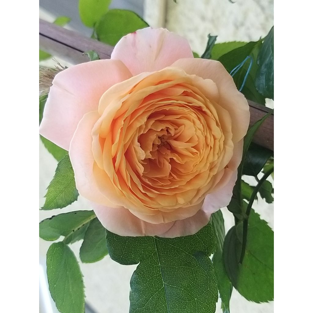 Rosa Domaine de Chantilly - Grootbloemige roos