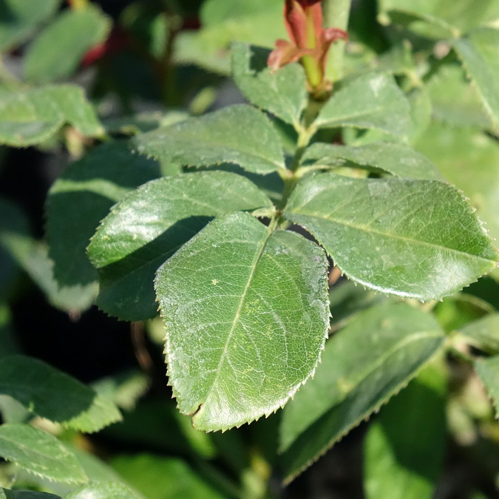 Rosa EUREKA - Grootbloemige roos