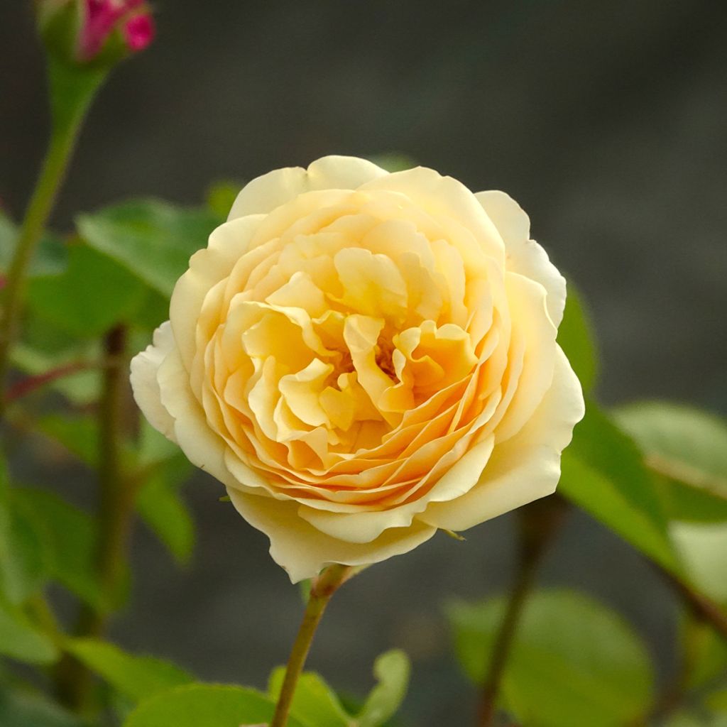Rosa Fragrant Old Yellow - Grootbloemige roos