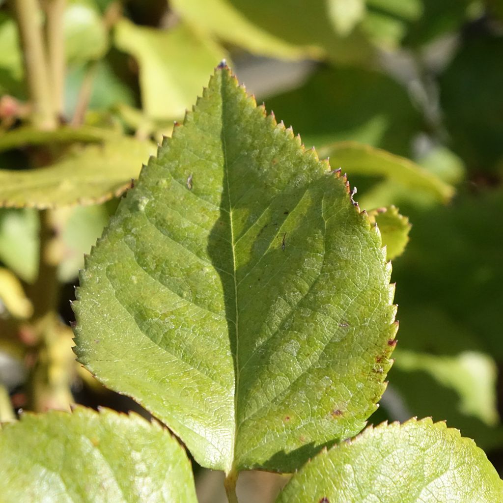 Rosa Gérard Depardieu - Grootbloemige roos