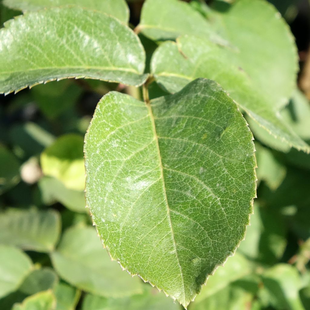 Rosa Golden Perfumella - Grootbloemige roos
