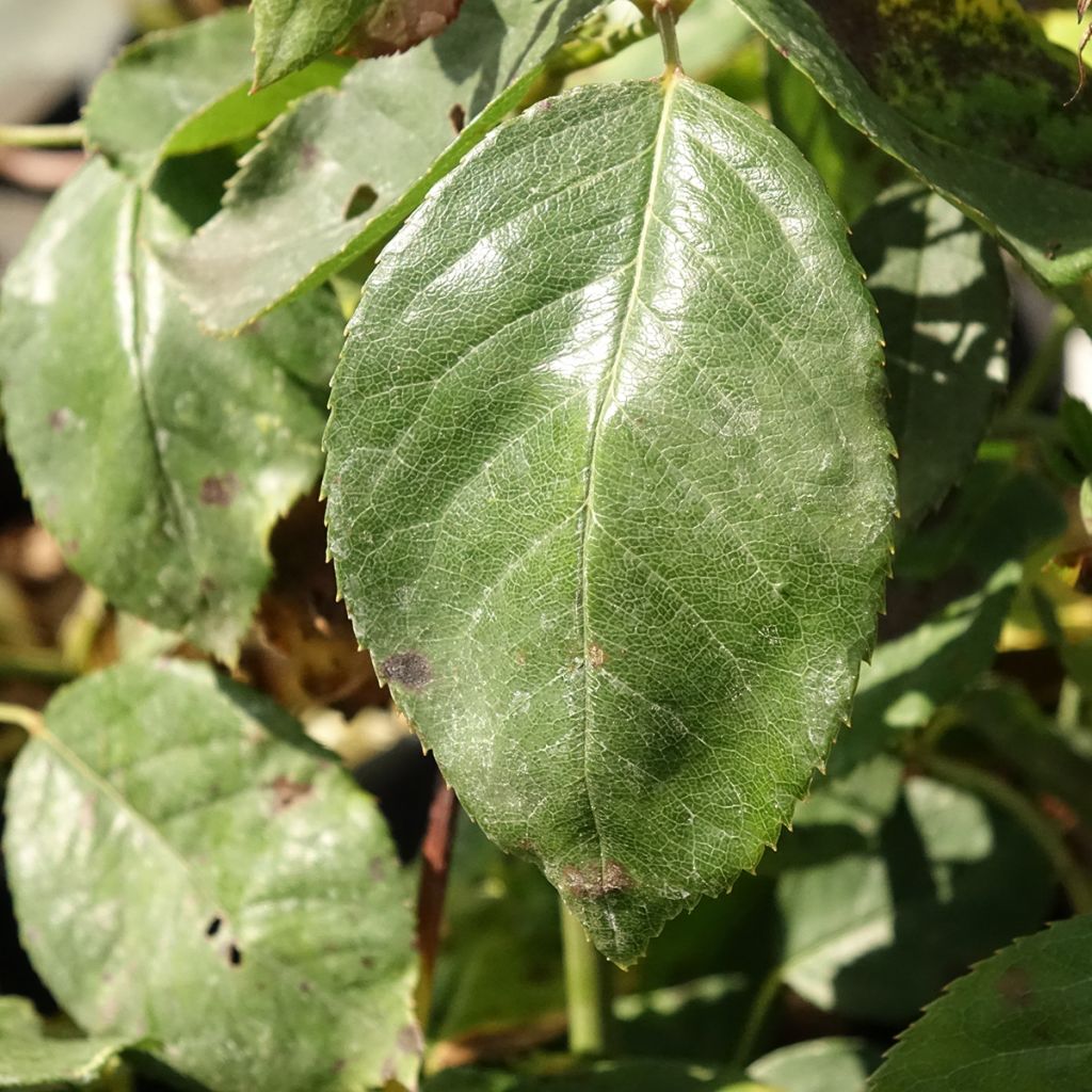 Rosa Jalitah - Grootbloemige roos