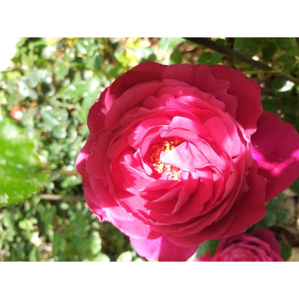 Rosa Jingle Bells - Grootbloemige roos