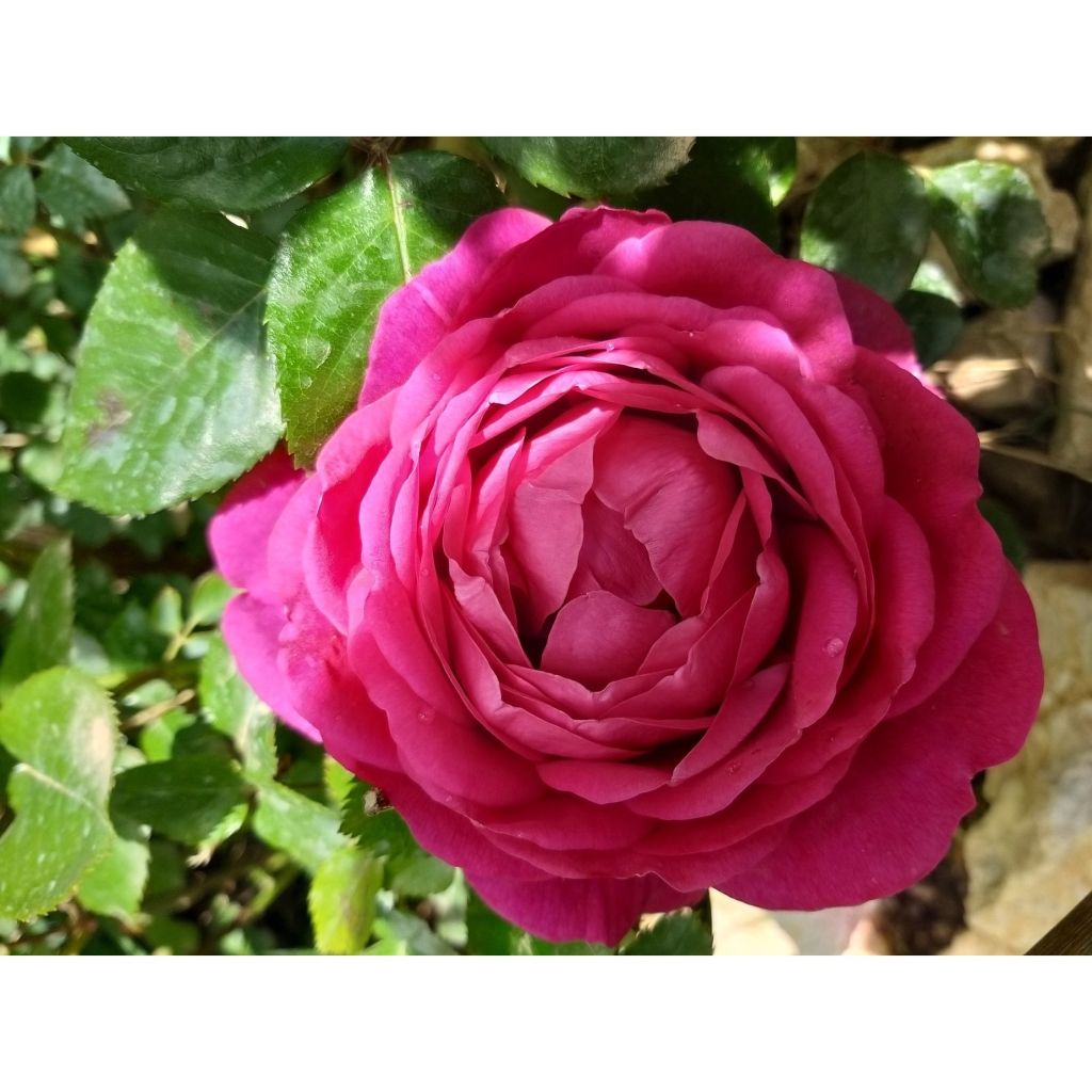 Rosa Jingle Bells - Grootbloemige roos