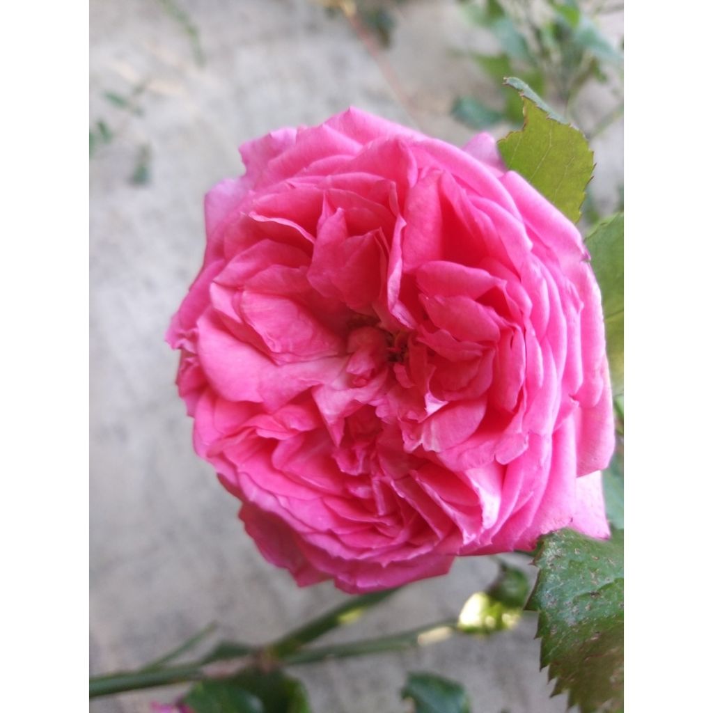 Rosa La Rose de Molinard - Grootbloemige roos