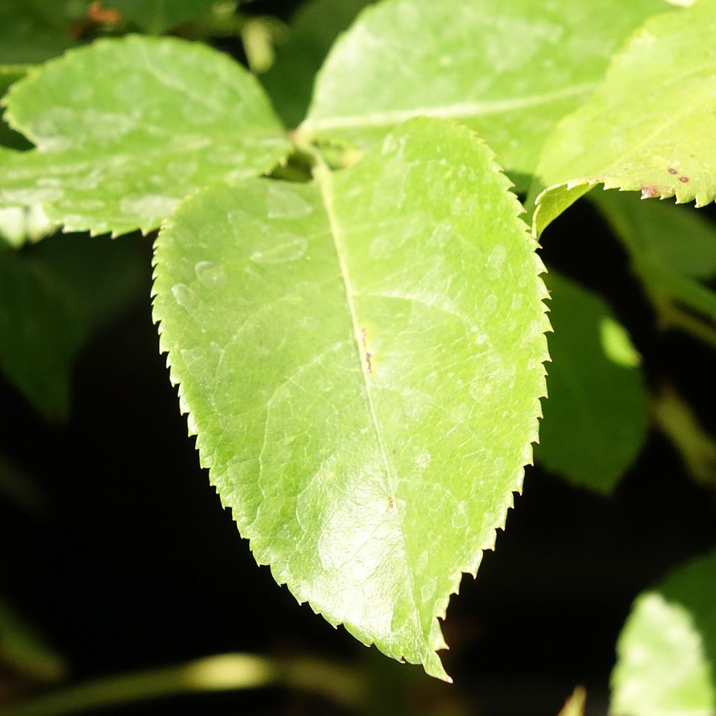 Rosa Voyage - Grootbloemige roos