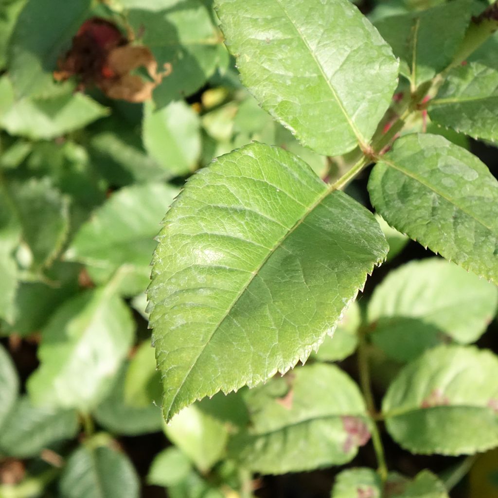 Rosa Augusta Fox Trot Tangust - Grootbloemige roos