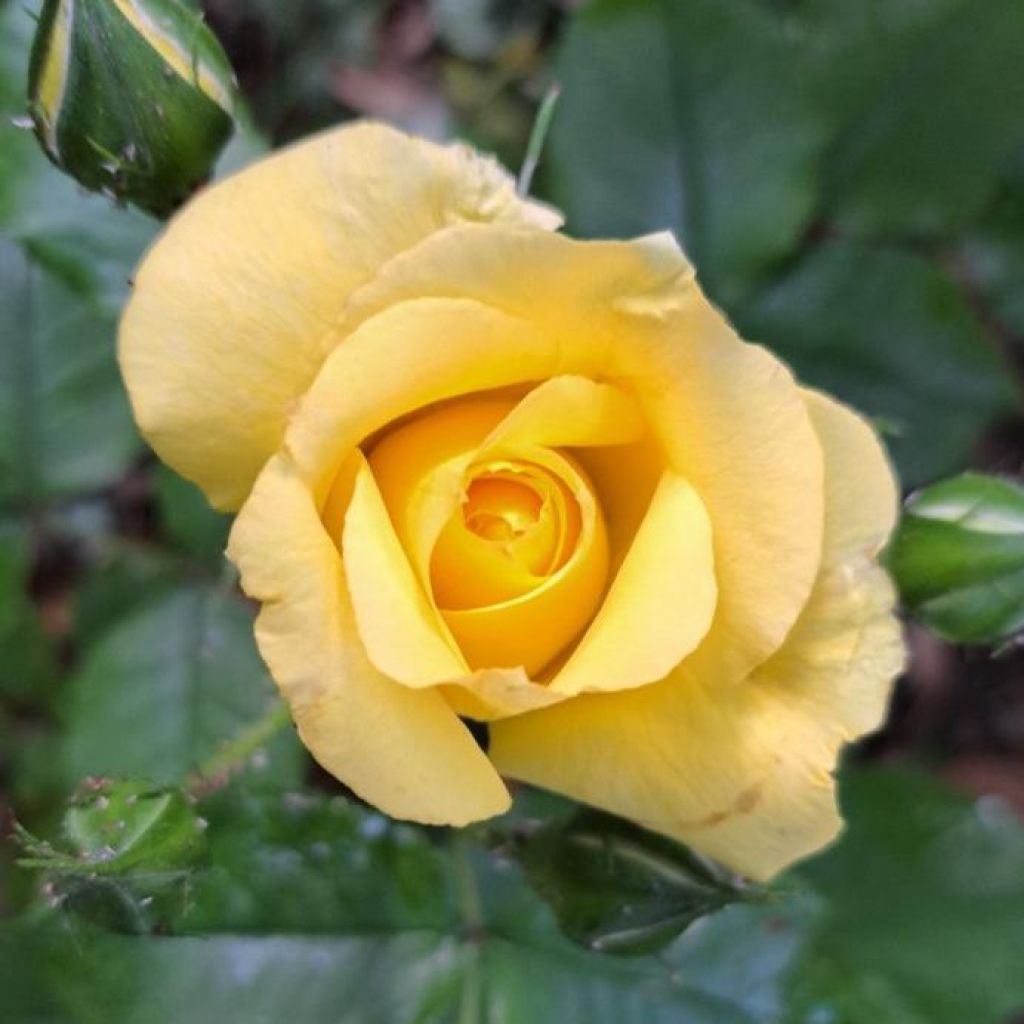 Rosa La Rotonde - Grootbloemige roos