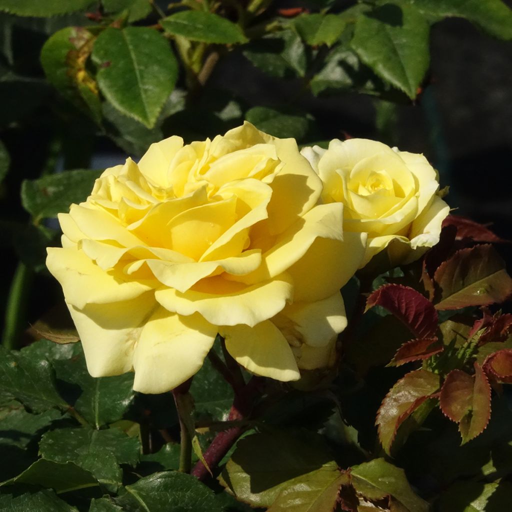 Rosa La Rotonde - Grootbloemige roos