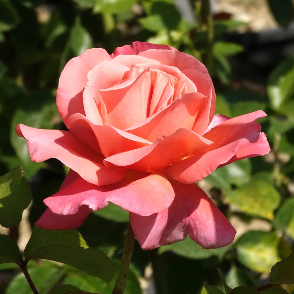 Rosa Mademoiselle Meilland - Grootbloemige roos