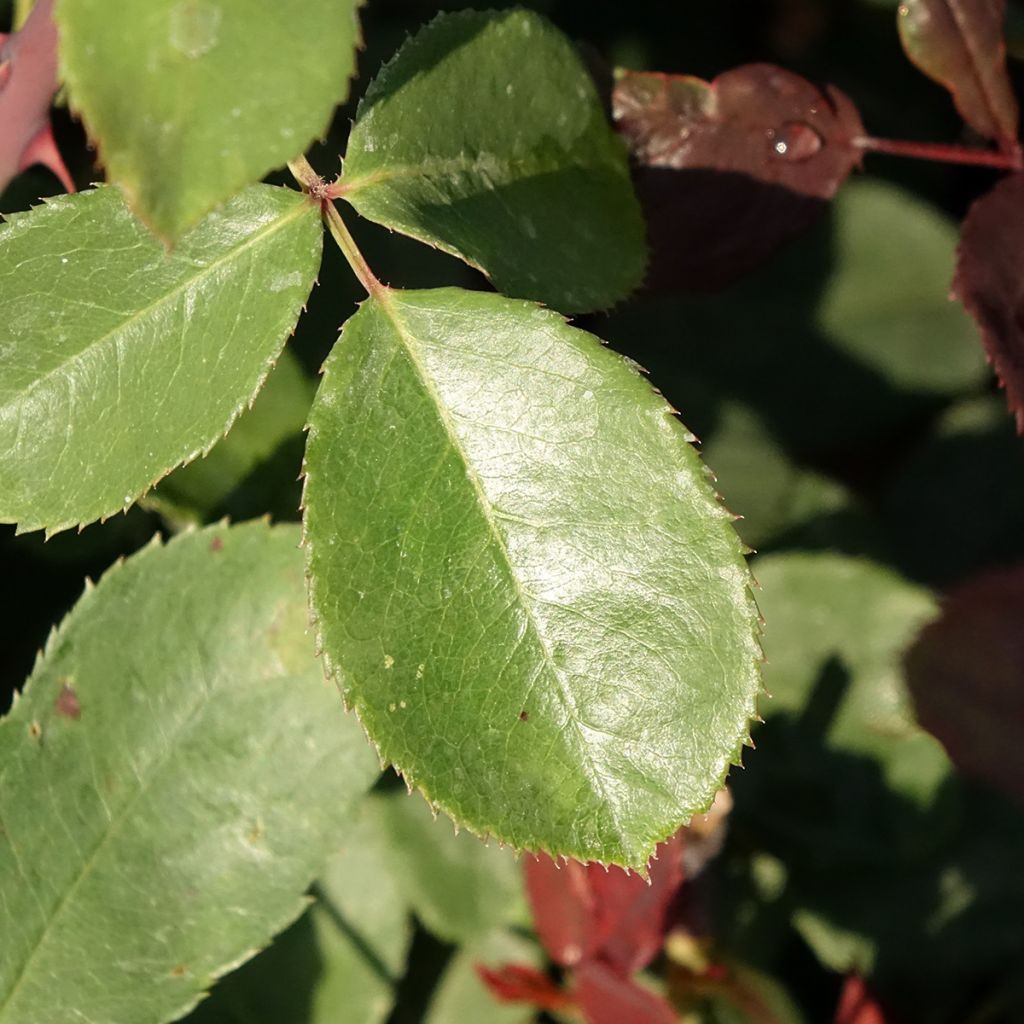 Rosa Graaf Lennart - Grootbloemige roos