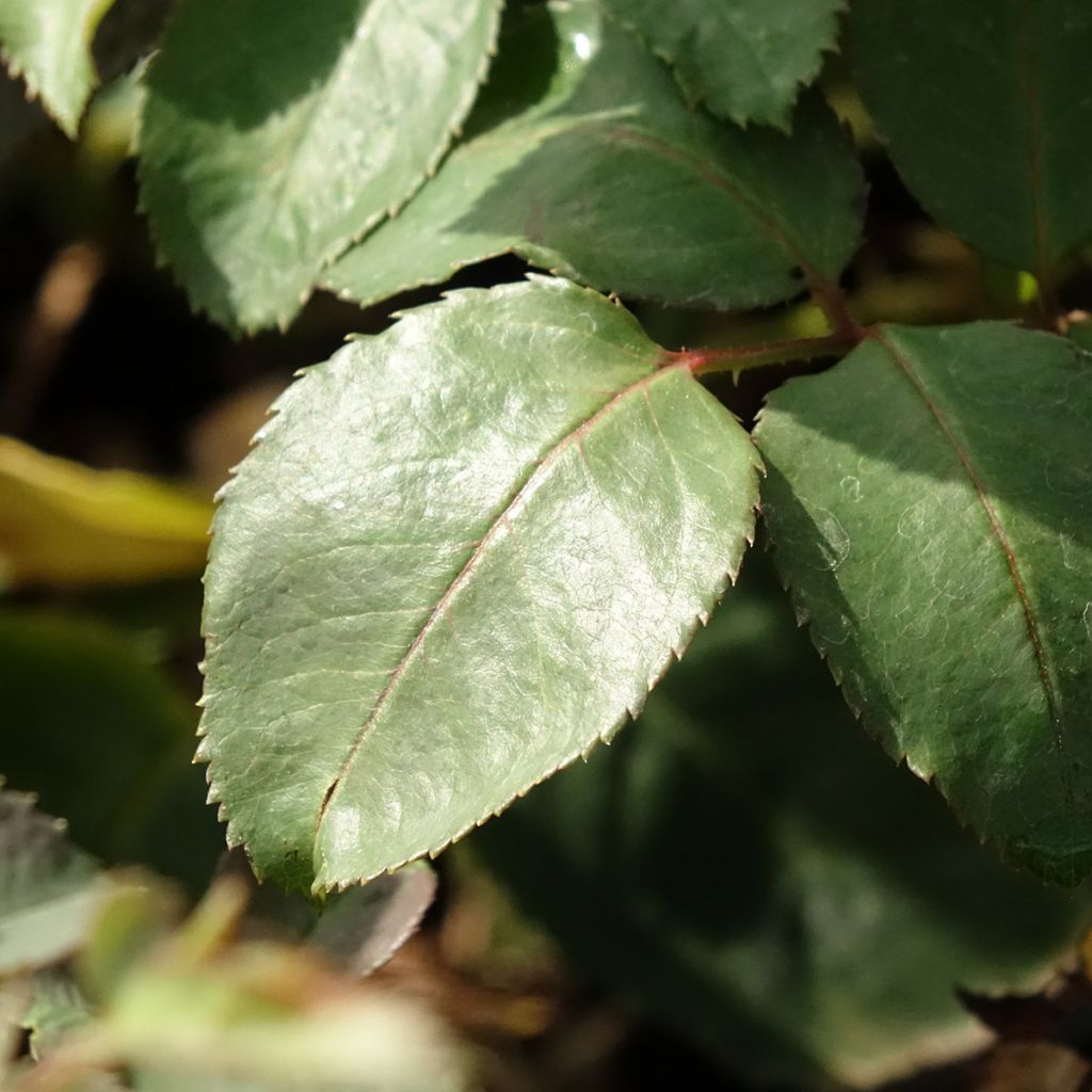 Rosa Memoire - Grootbloemige roos