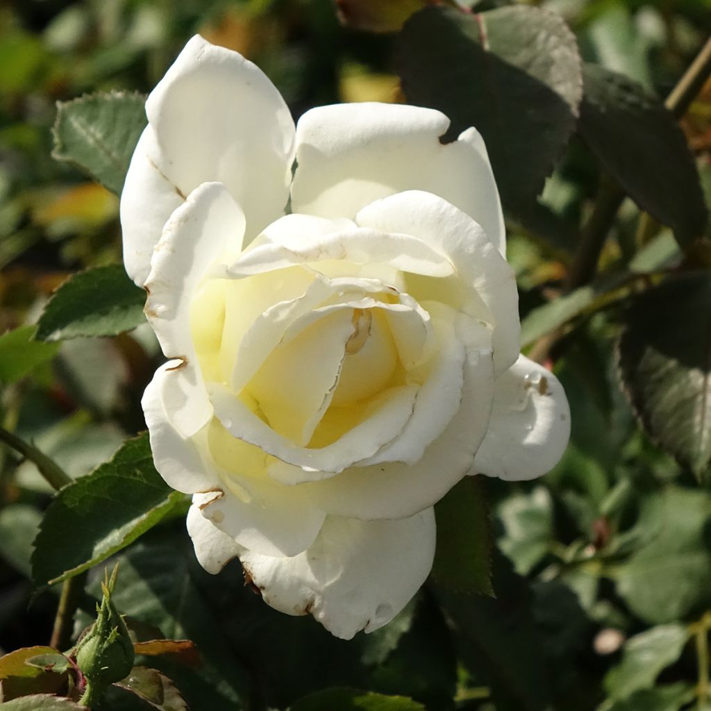 Rosa Memoire - Grootbloemige roos