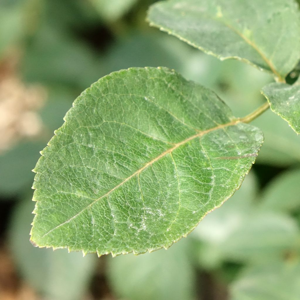 Rosa Metropolitan - Grootbloemige roos