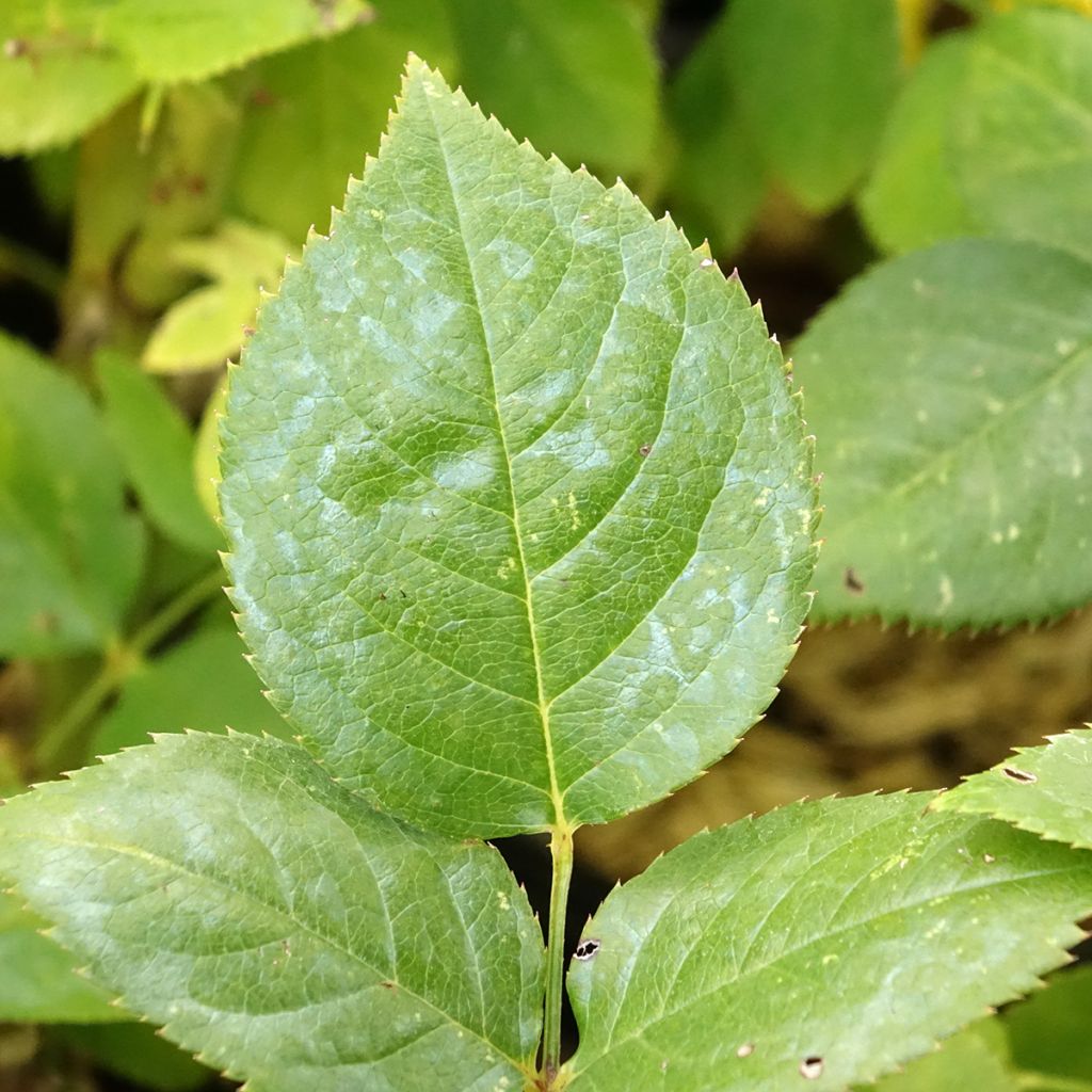 Rosa Noémie de Rothschild - Grootbloemige roos