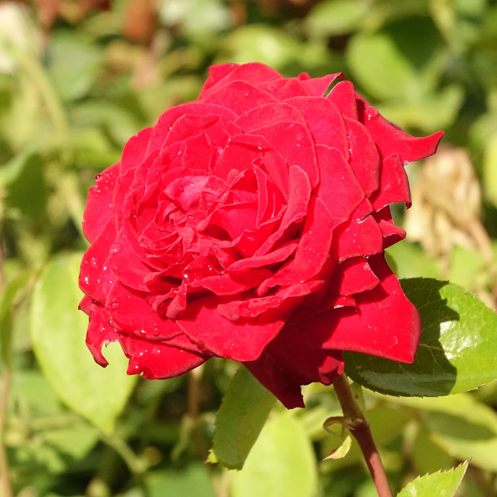 Rosa Noémie de Rothschild - Grootbloemige roos