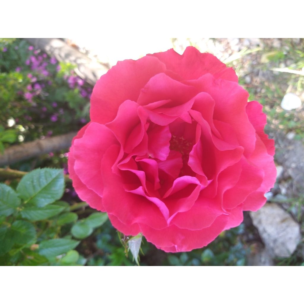 Rosa Duftwolke - Grootbloemige roos