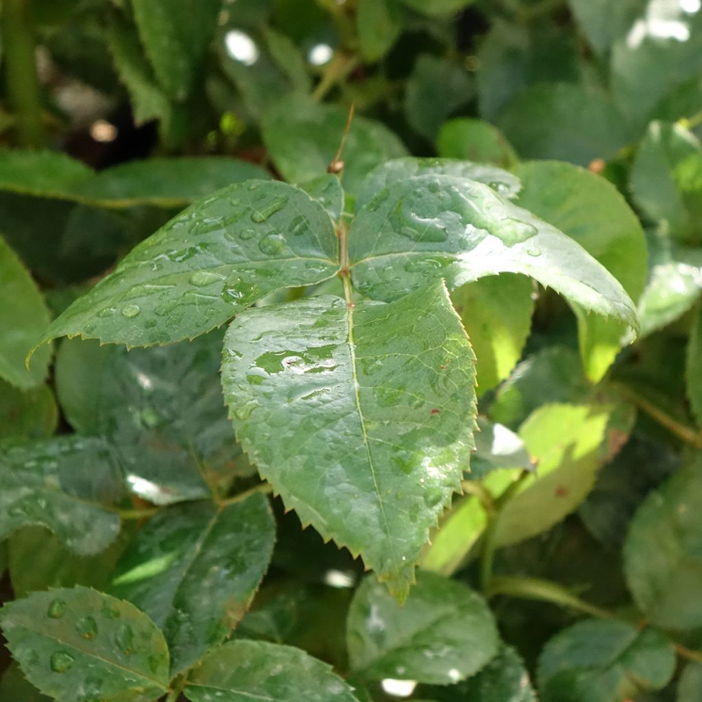 Rosa Pacific Sunset - Grootbloemige roos