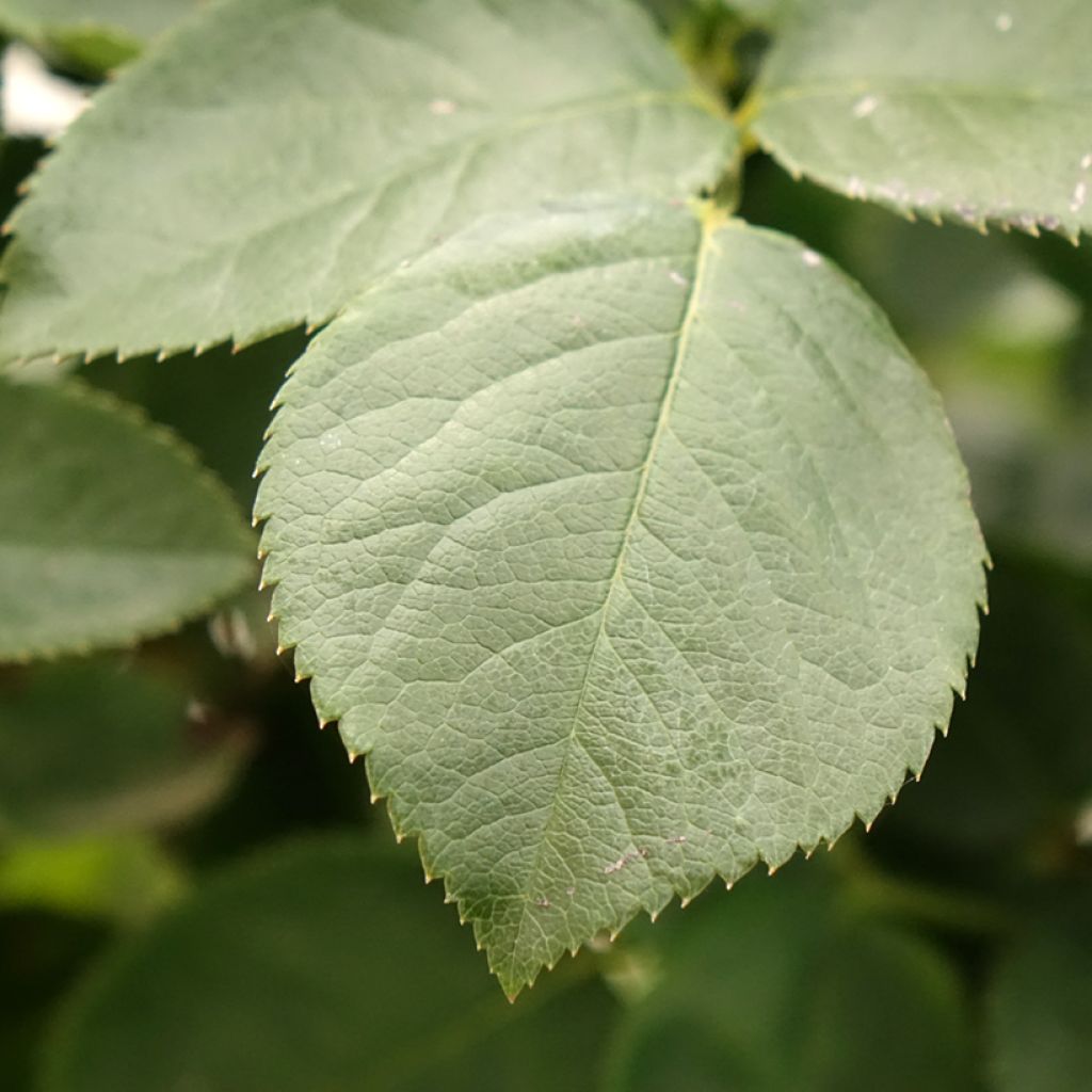 Rosa Paint it Black - Grootbloemige roos