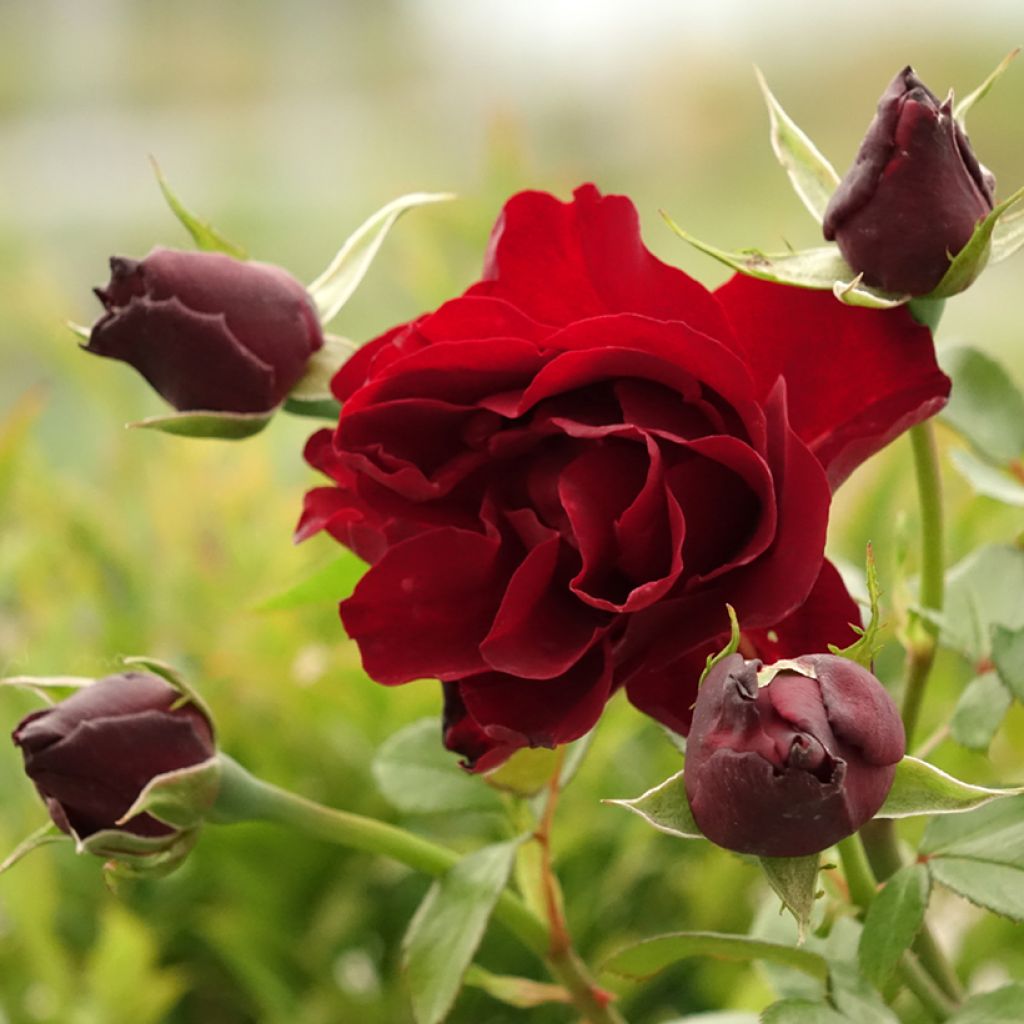 Rosa Paint it Black - Grootbloemige roos