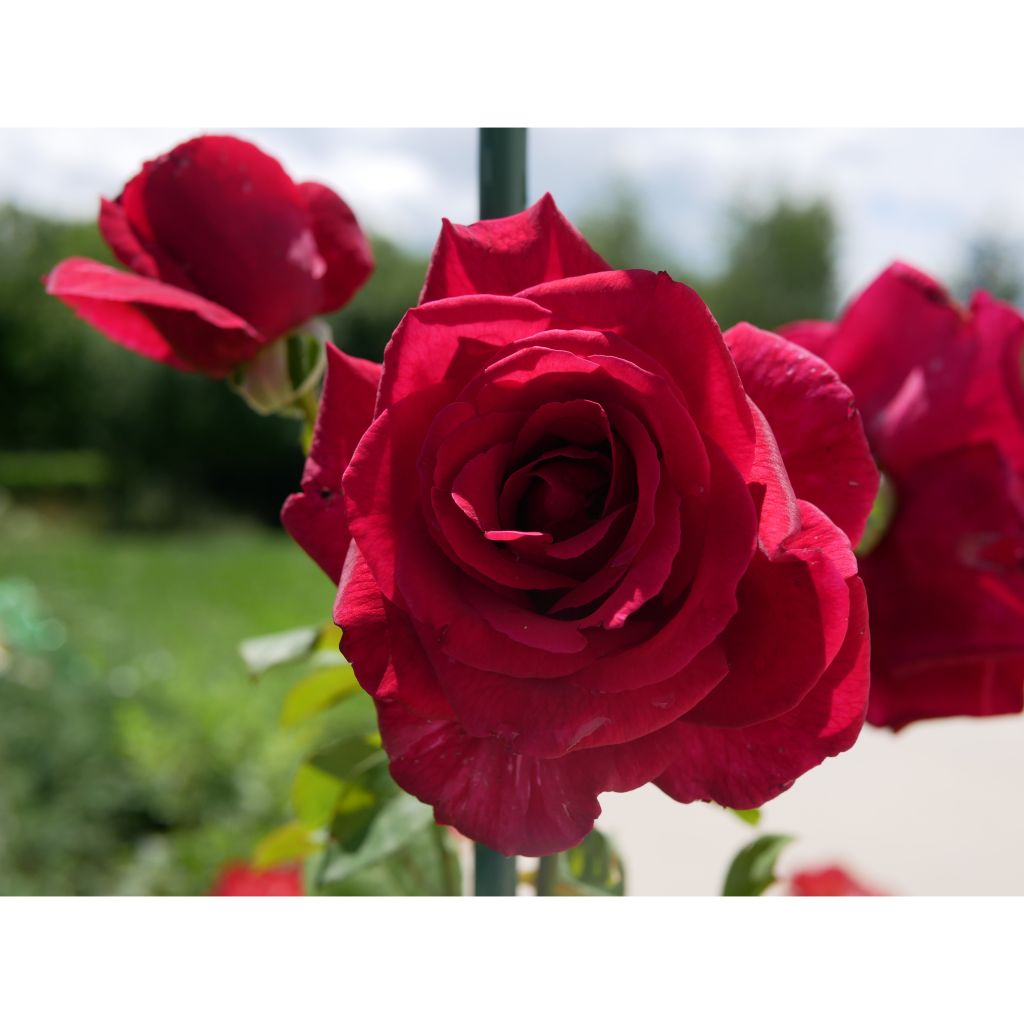 Rosa Papa Meilland - Grootbloemige roos