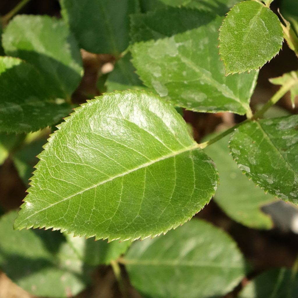 Rosa Perfume Factory - Grootbloemige roos