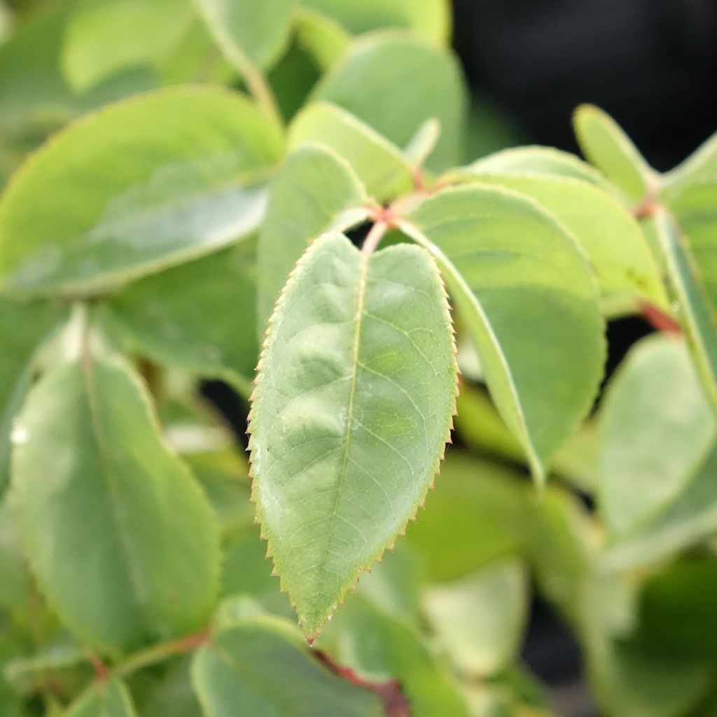 Rosa Perugino - Grootbloemige roos