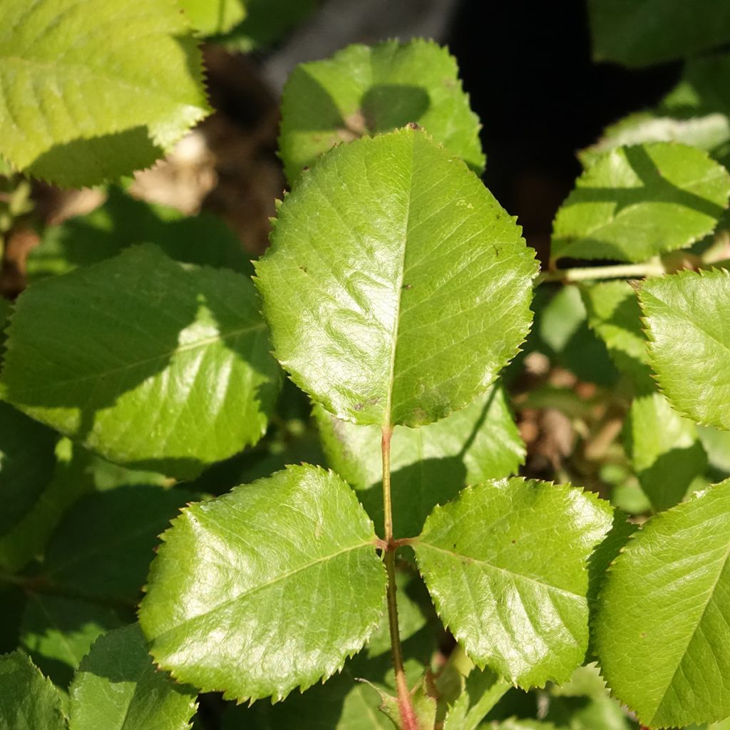 Rosa Alexandra Renaissance - Grootbloemige roos
