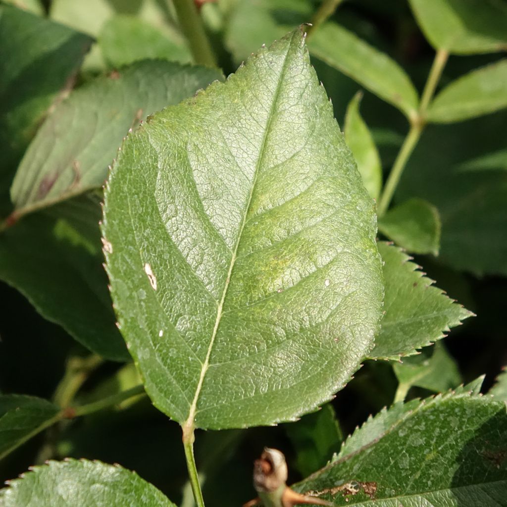 Rosa Queen Elizabeth - Grootbloemige roos
