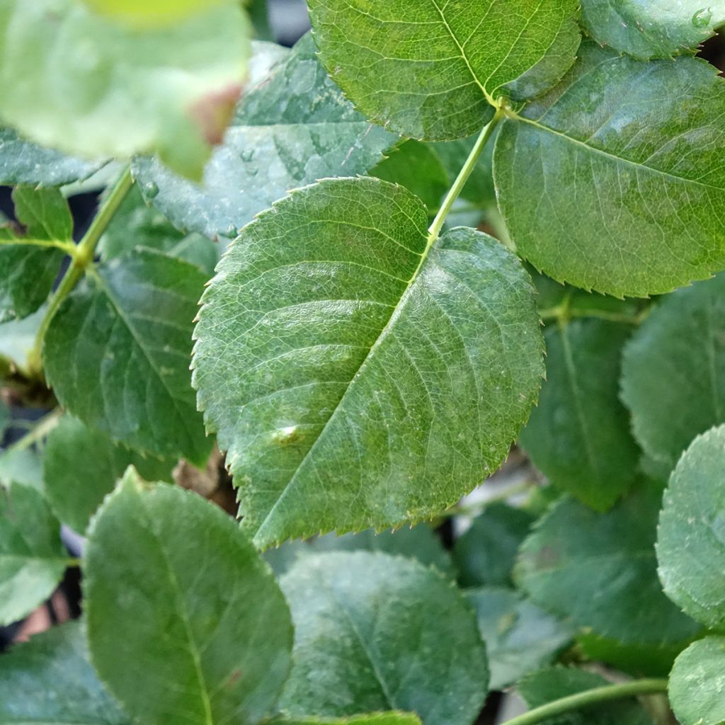 Rosa Ragazza - Grootbloemige roos