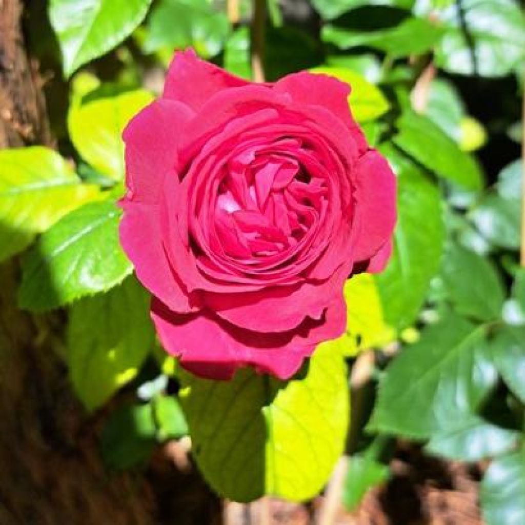 Rosa Rose Clos Vougeot - Grootbloemige roos