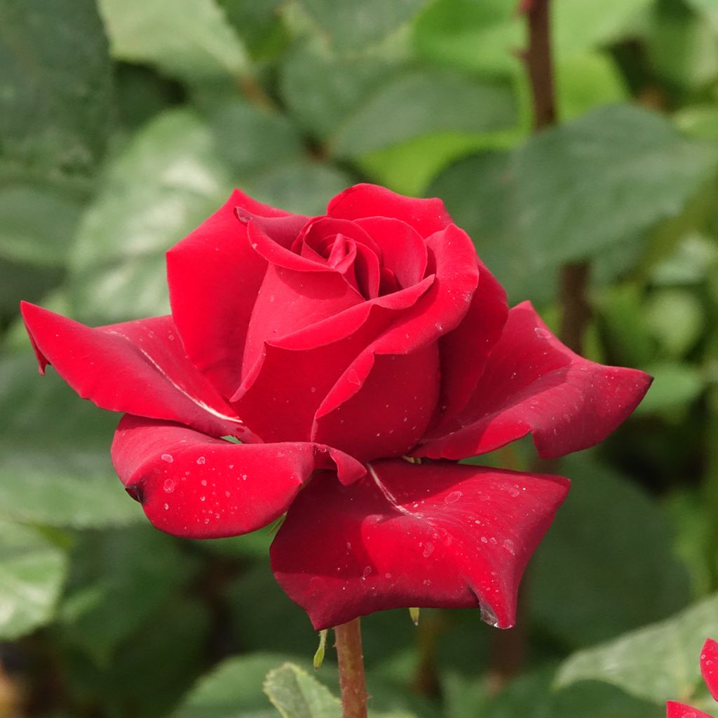 Rosa Schwarze Madonna - Grootbloemige roos