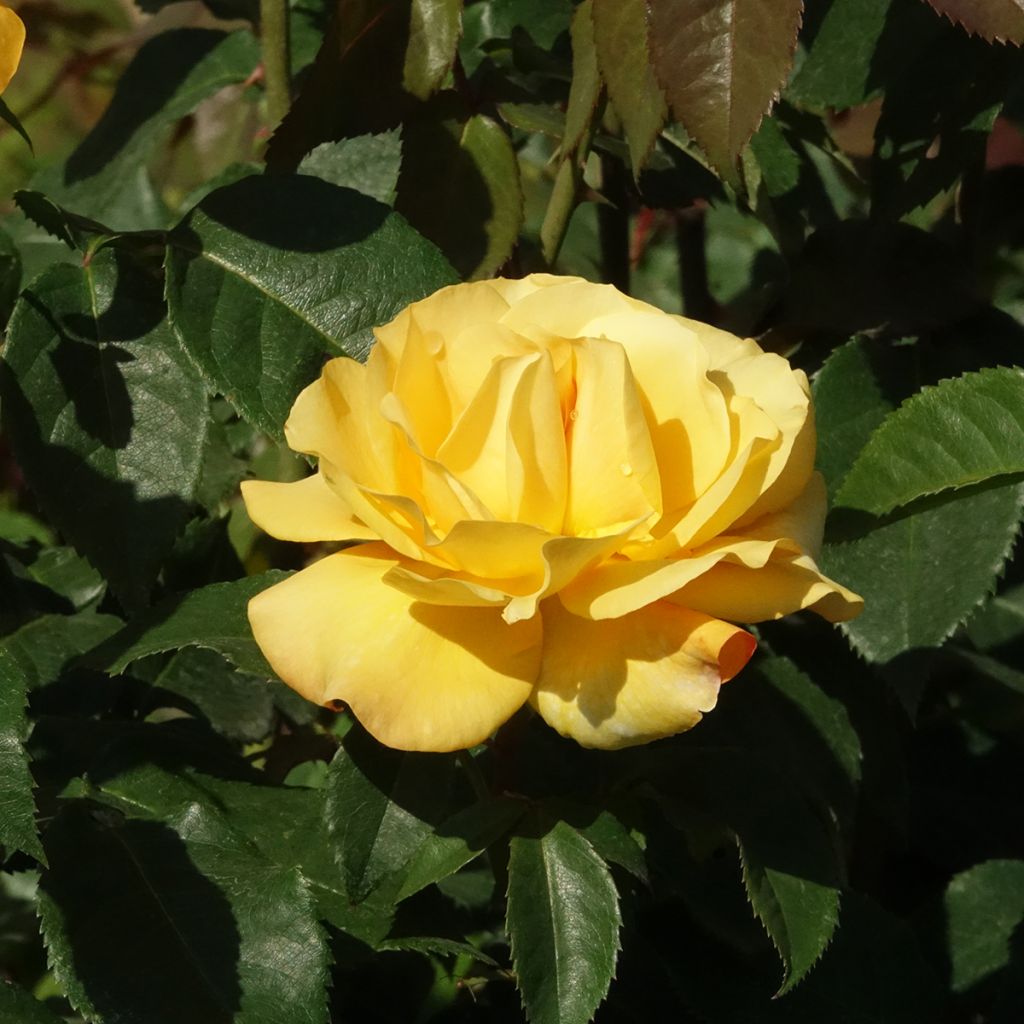 Rosa Sunny Sky - Grootbloemige roos