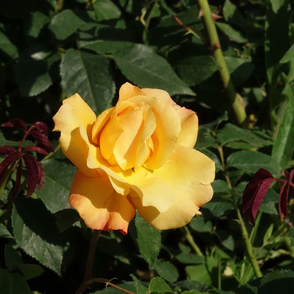 Rosa Sunny Sky - Grootbloemige roos