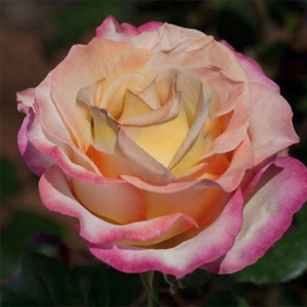 Rosa Sweet Eureka - Grootbloemige roos
