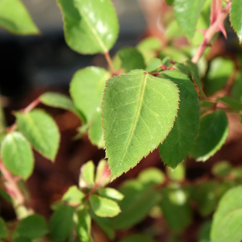Rosa Thierry Marx - Grootbloemige roos