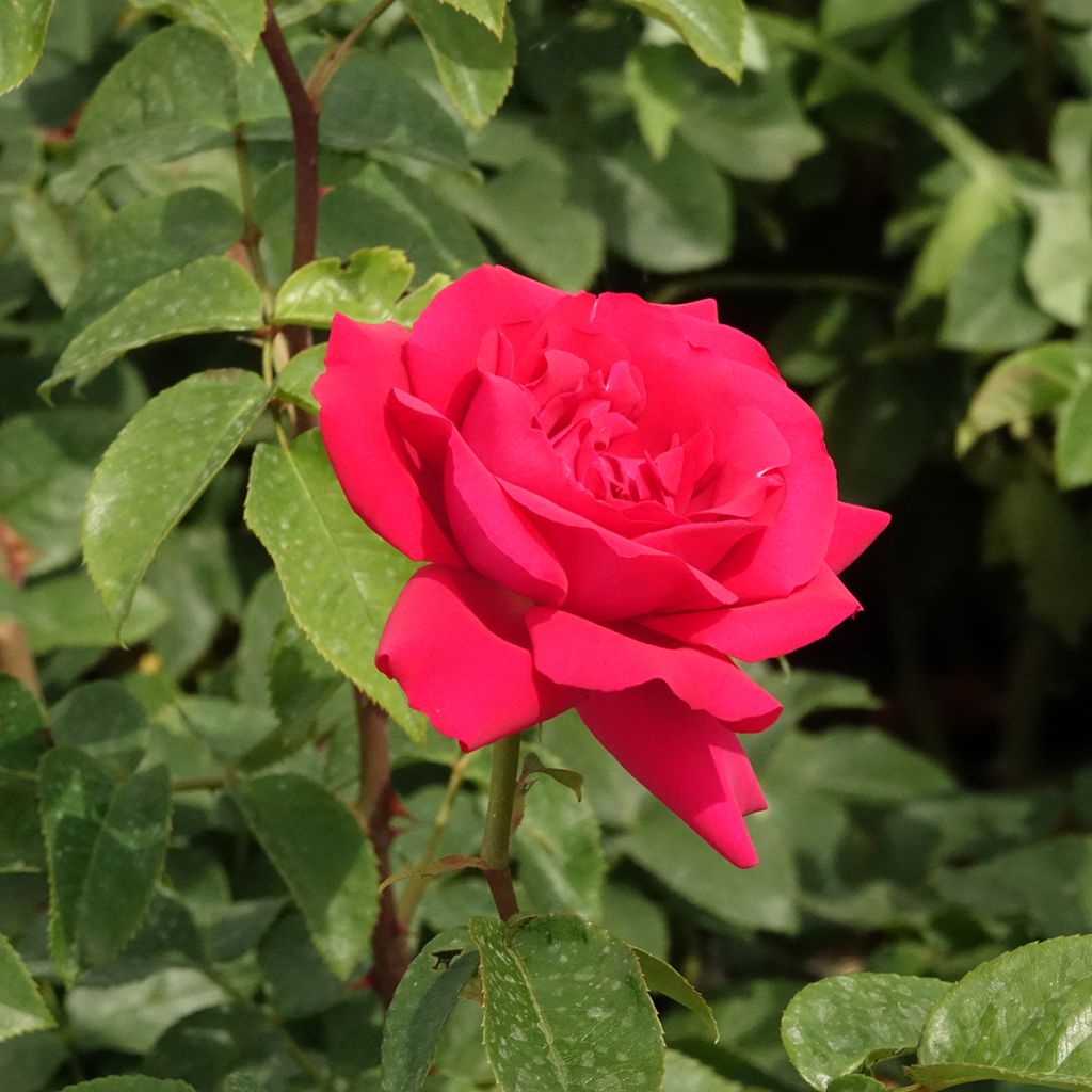 Rosa Sexy Perfumella - Grootbloemige roos