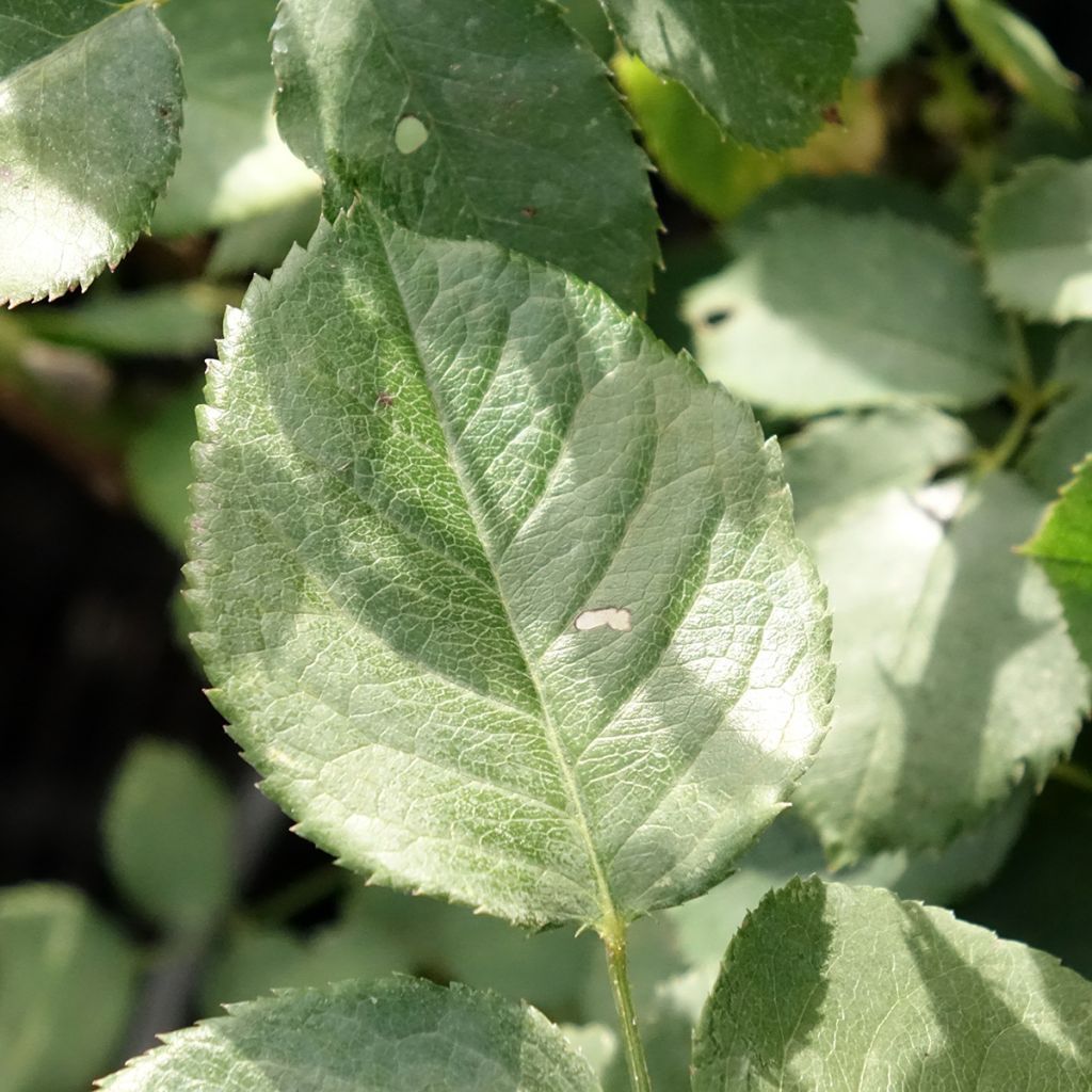 Rosa Victor Hugo - Grootbloemige roos
