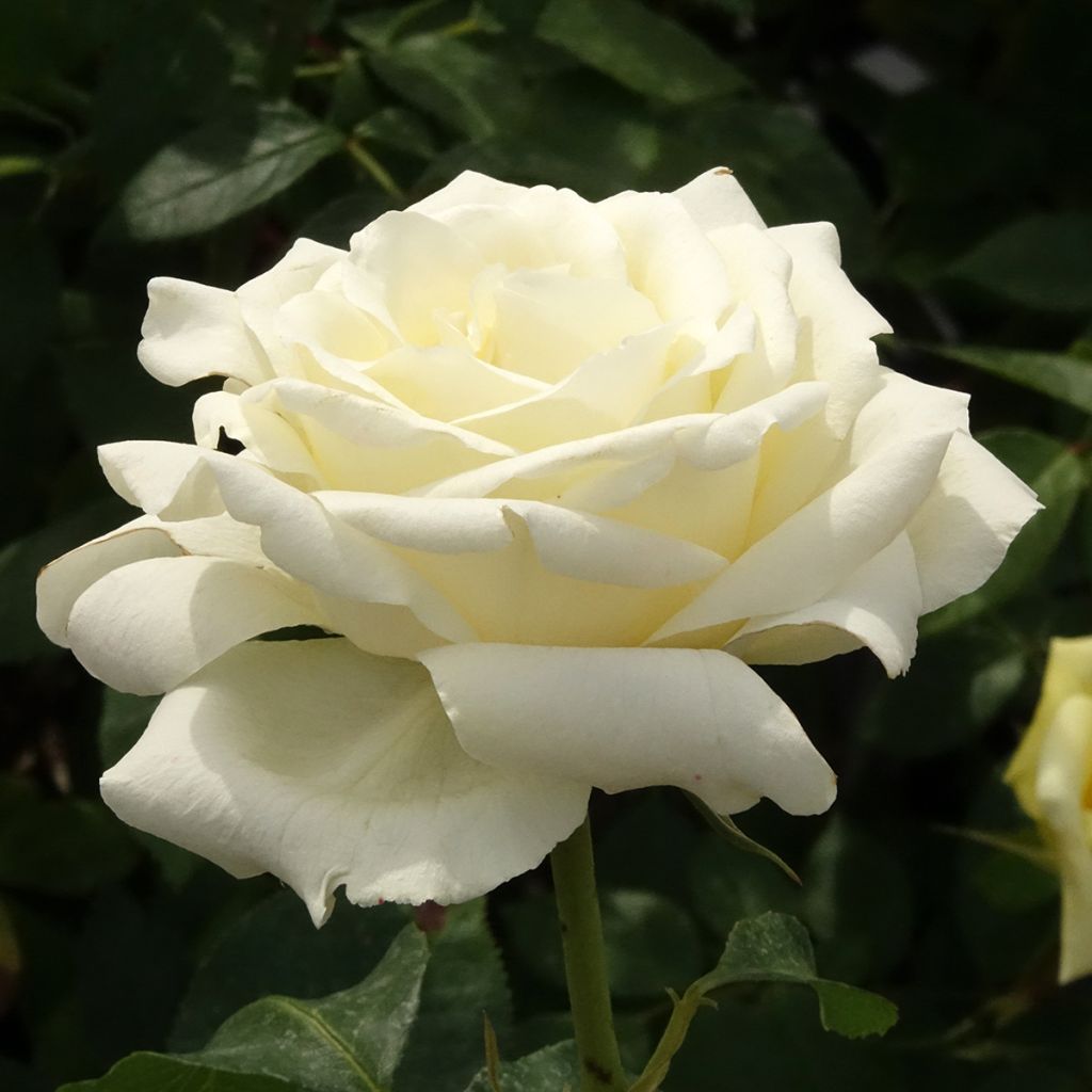 Rosa White Symphony - Grootbloemige roos