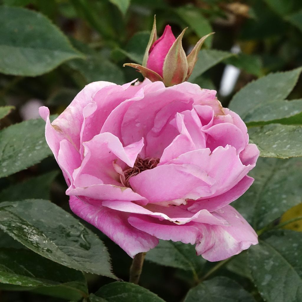 Rosa Womanity - Grootbloemige roos