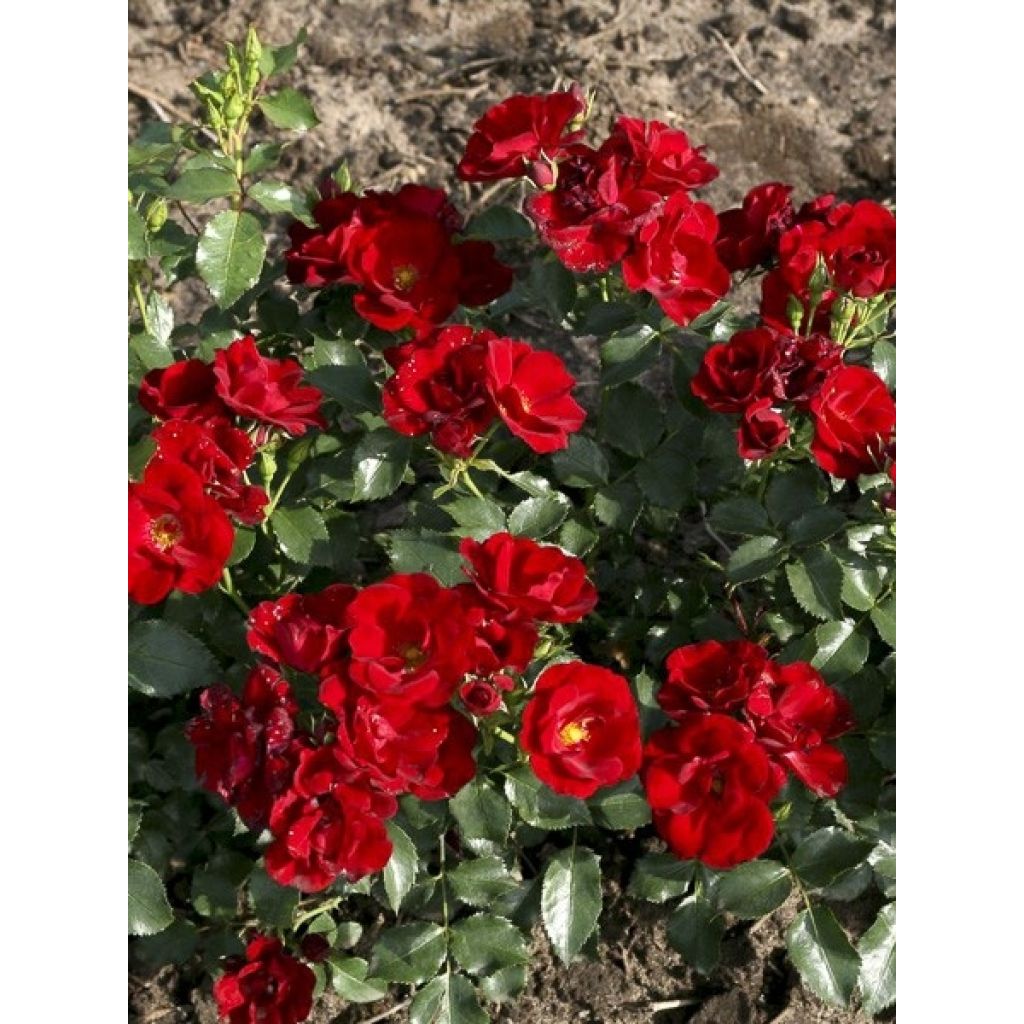 Rosa Marondo - Polyantharoos