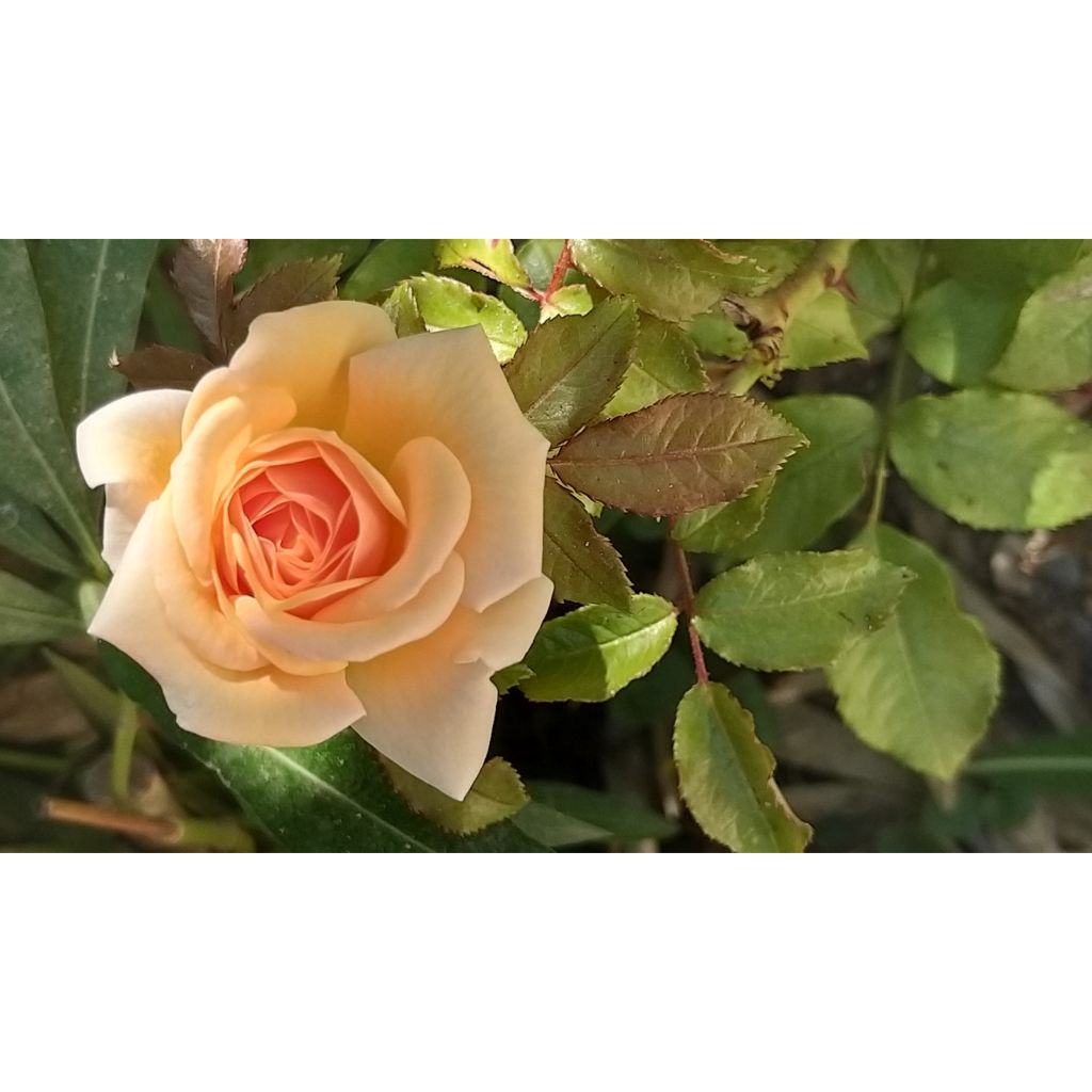 Rosa Sweet Honey - struikroos