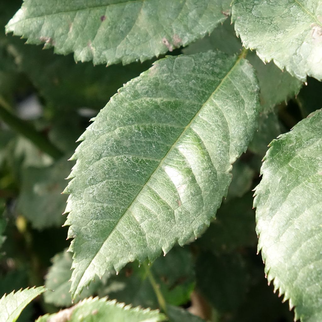 Rosa Sweet Honey - struikroos