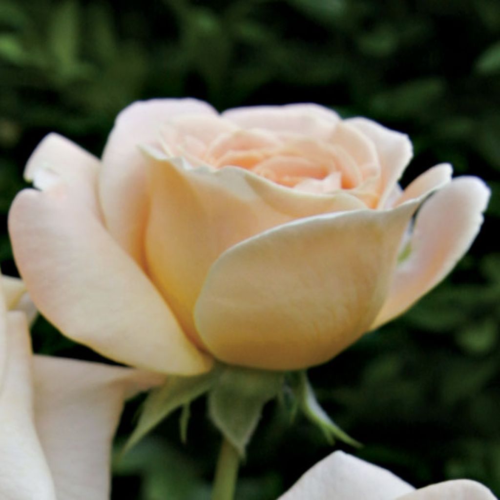 Rosier Amber abondance pot 2L