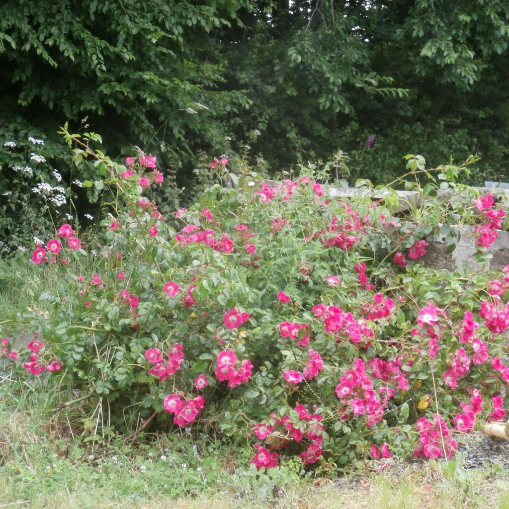 Rosa American Pillar - Klimroos