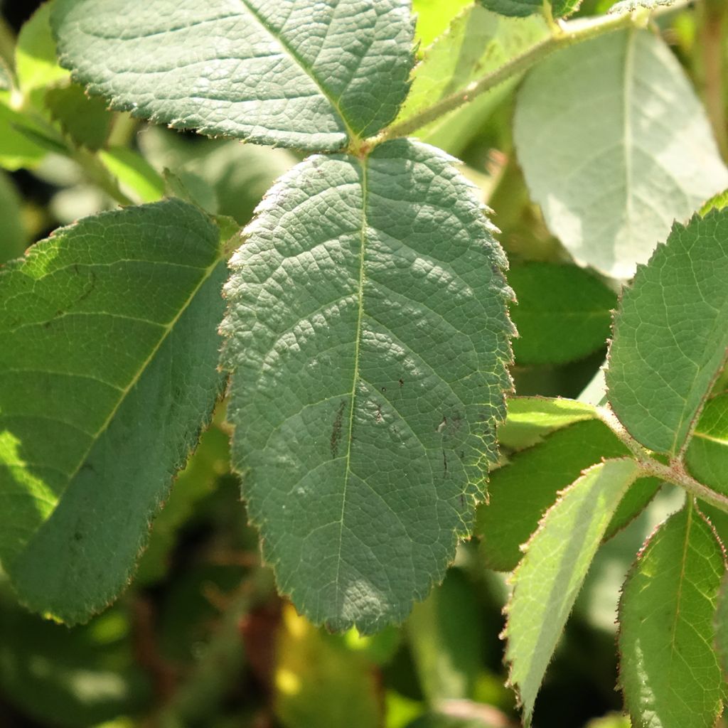Rosa centifolia Muscosa - Historische roos