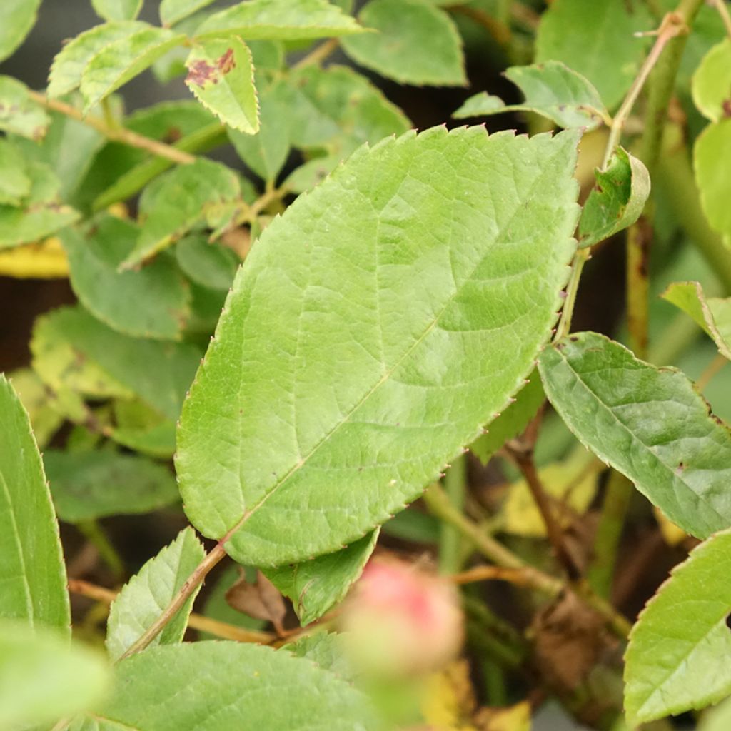 Rosa Cornelia - Historische roos