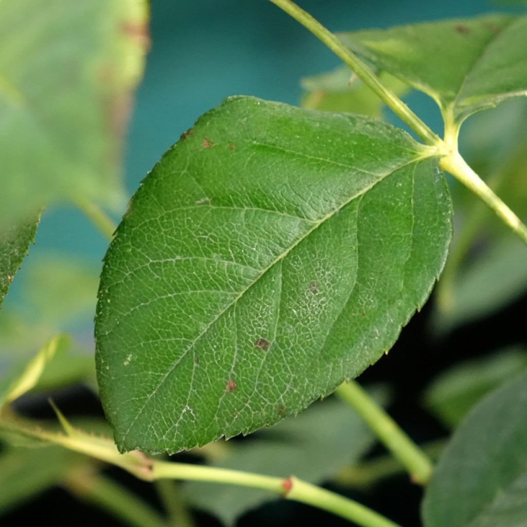 Rosa Fragrant Old Yellow - Grootbloemige roos
