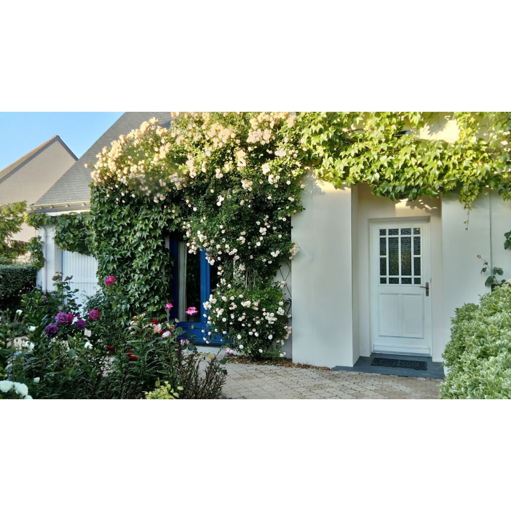 Rosa Ghislaine de Féligonde - Historische roos