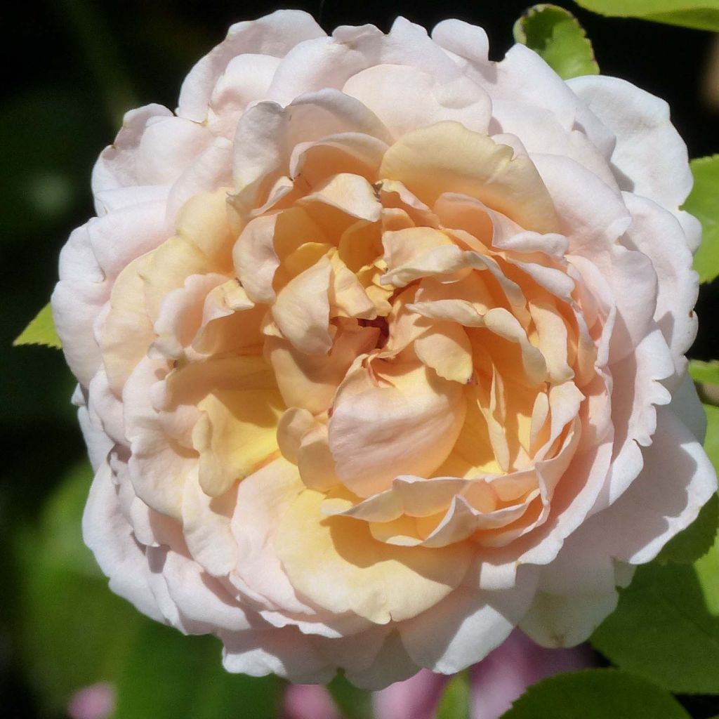 Rosa Gruss an Aachen - Historische roos